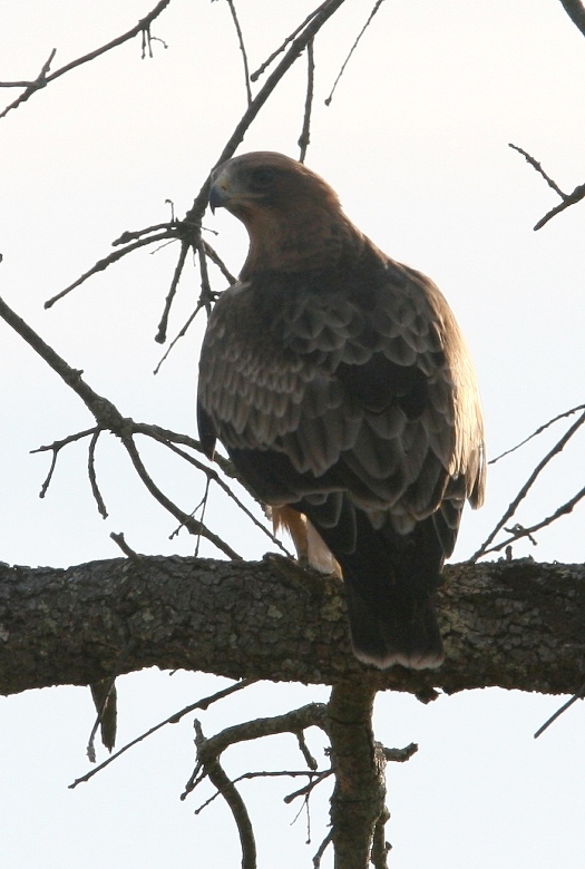 Aquila minore